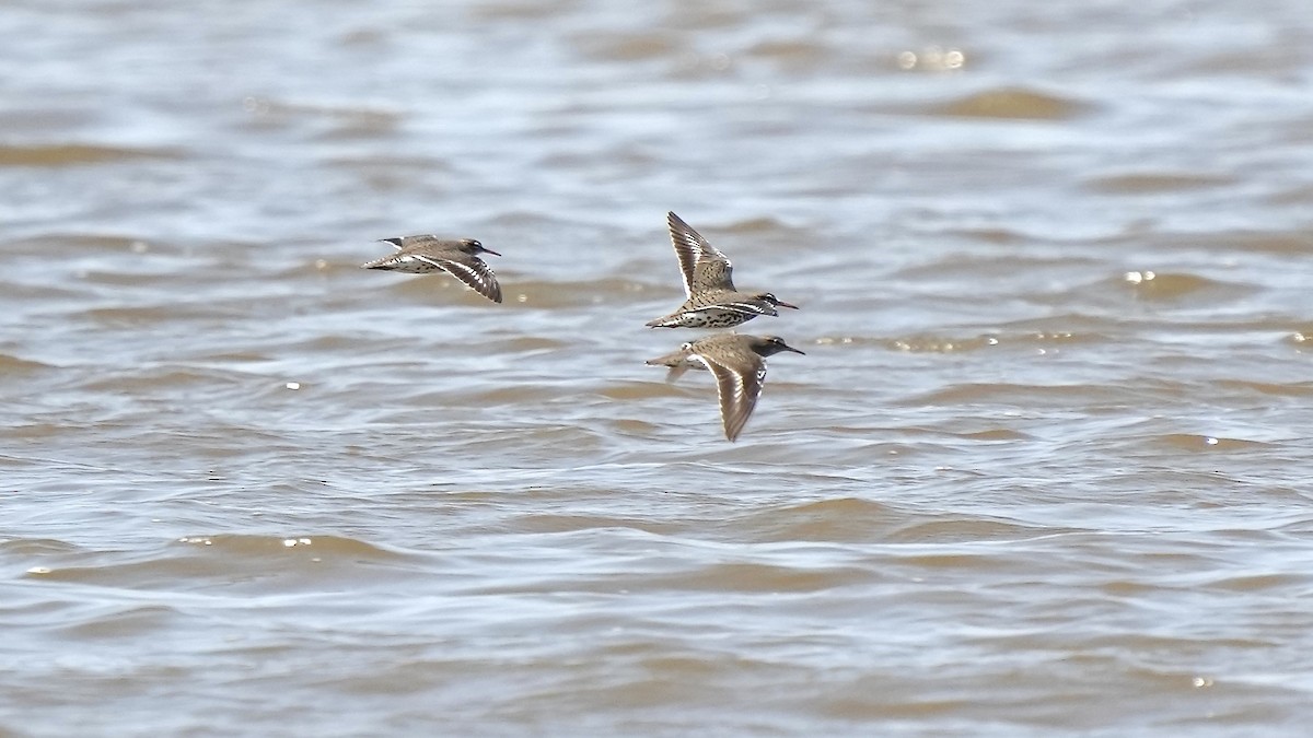 Spotted Sandpiper - ML444211151