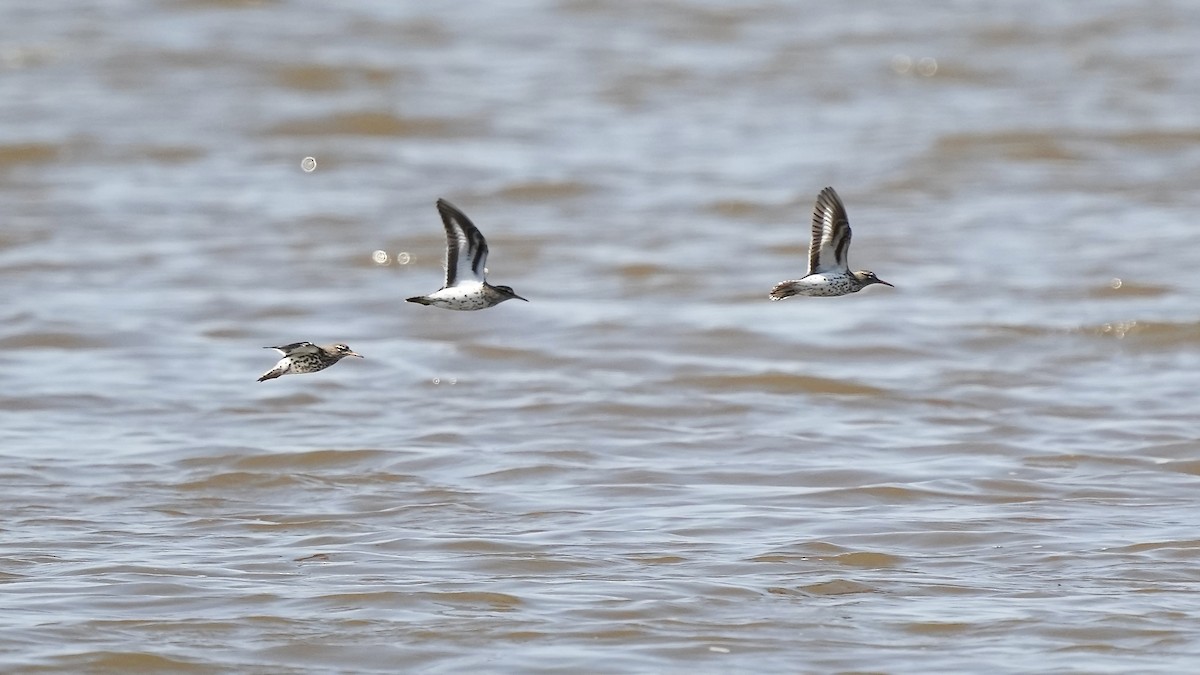 Spotted Sandpiper - ML444211221