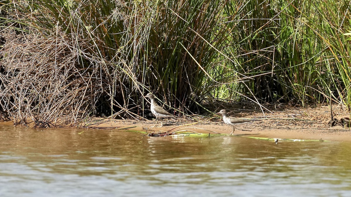 Spotted Sandpiper - ML444211311