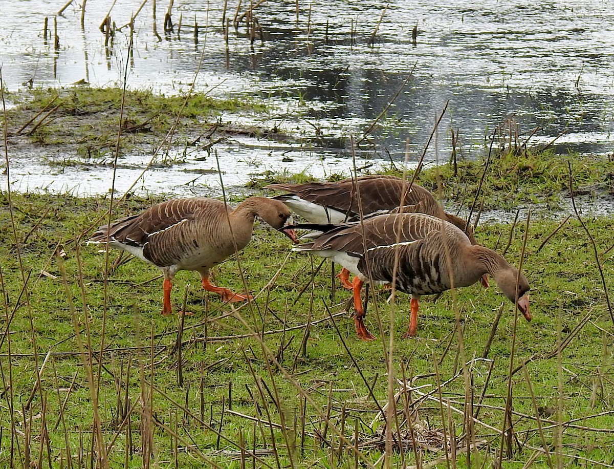 Greater White-fronted Goose - ML444211801