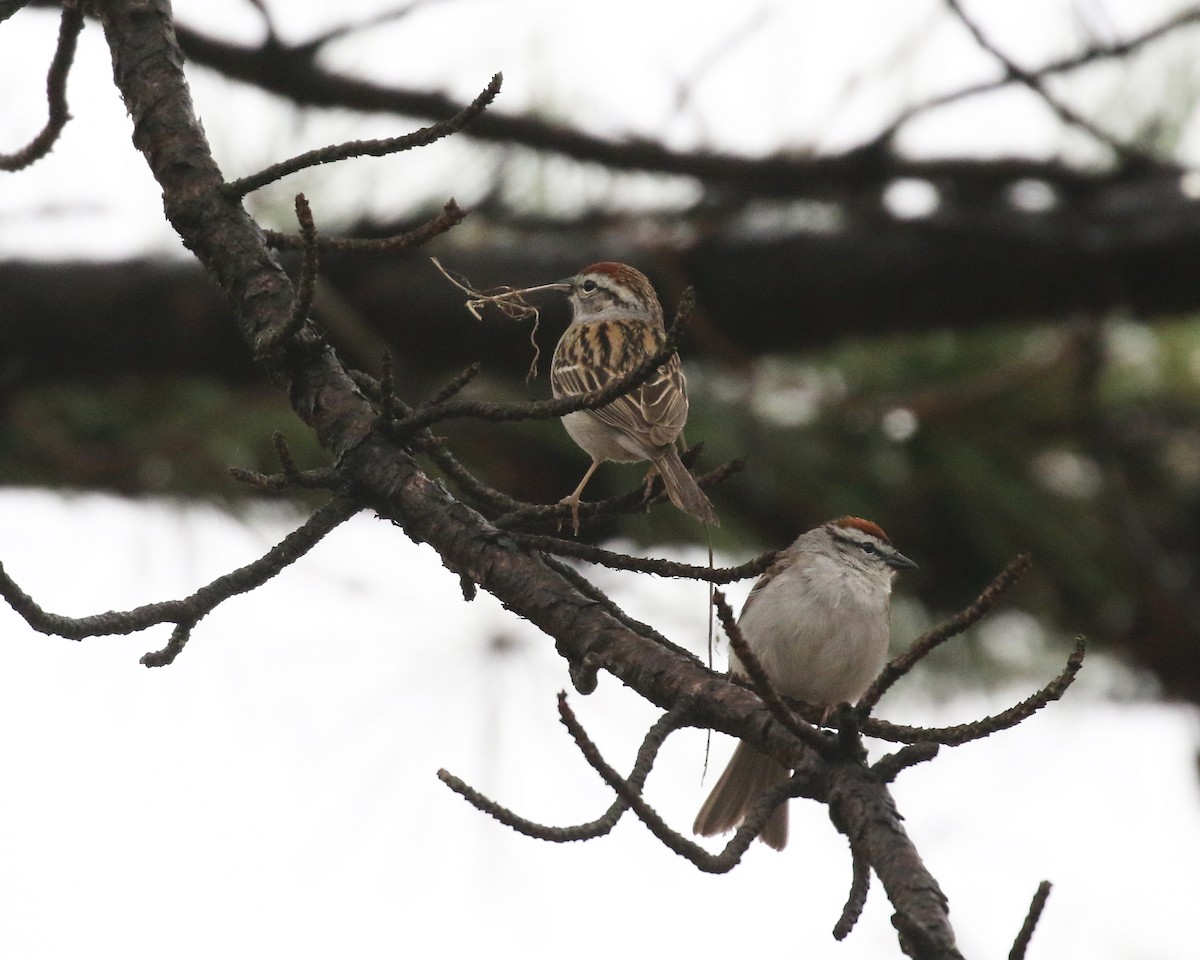 Chipping Sparrow - ML444212511