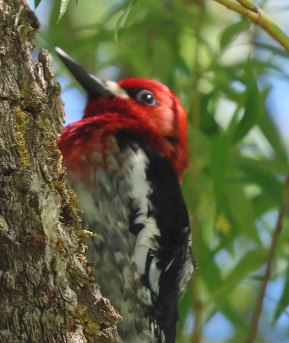 Red-breasted Sapsucker - ML444212761