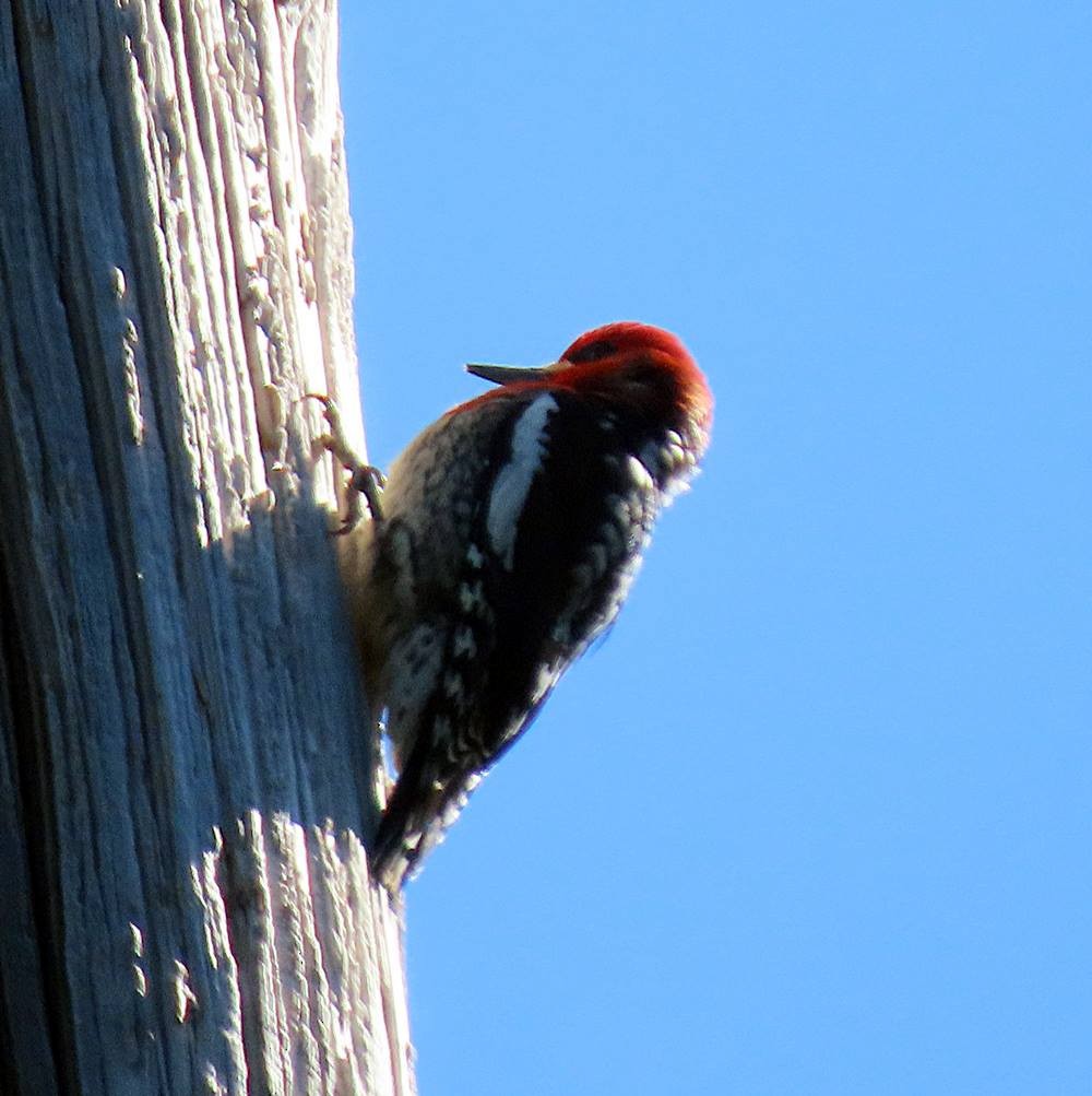 Red-breasted Sapsucker - ML444212771