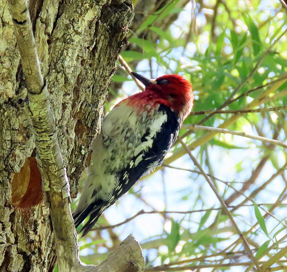 Red-breasted Sapsucker - ML444212781
