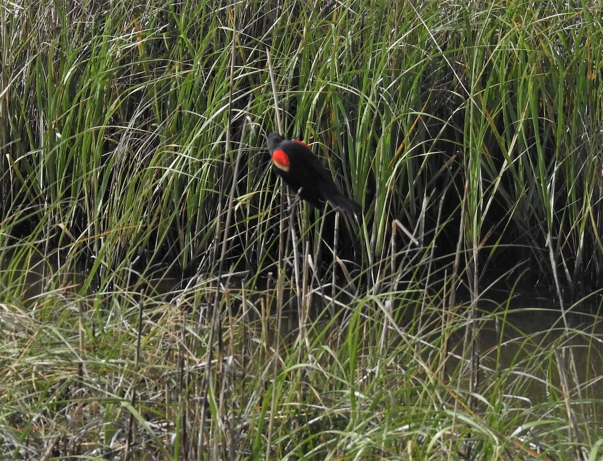 Red-winged Blackbird - Pamela Goolsby