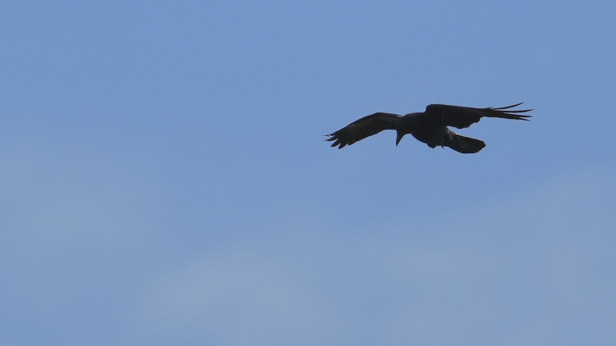 American Crow - ML444213021