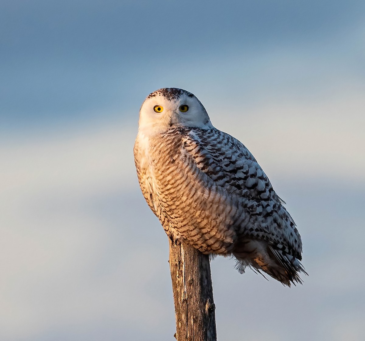 Snowy Owl - ML444213301