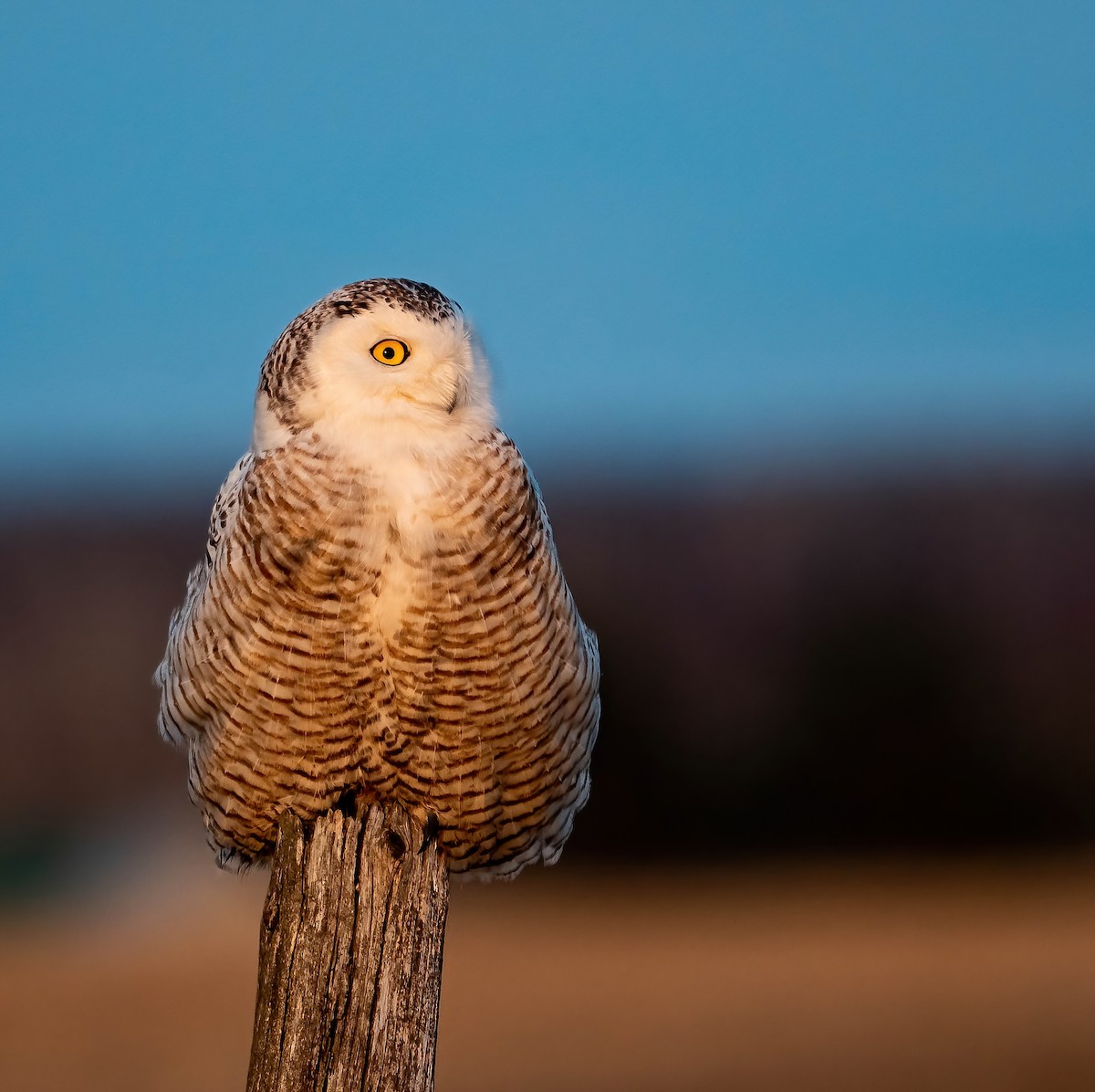 Snowy Owl - ML444213391