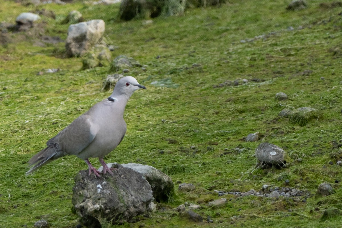 Eurasian Collared-Dove - ML444214881