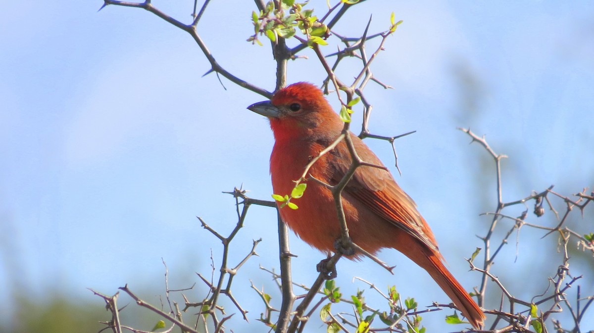 Piranga orangé - ML44421531