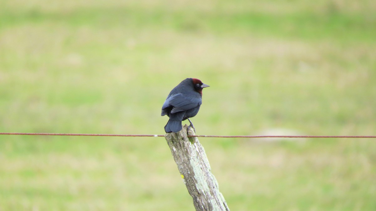 Chestnut-capped Blackbird - ML44421581