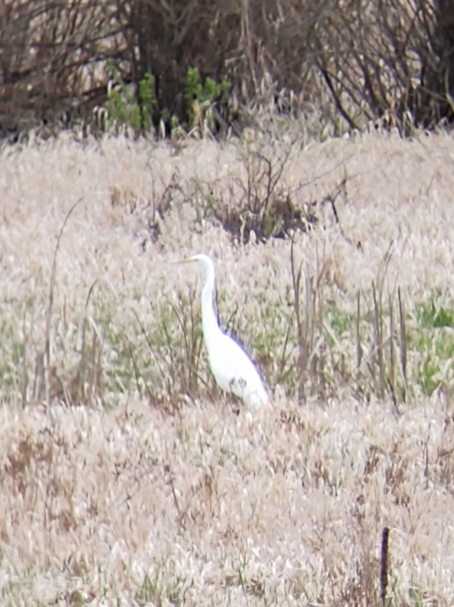 Great Egret - ML444216161