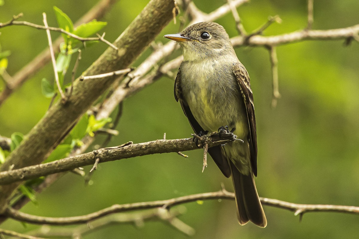 Eastern Wood-Pewee - ML444216731