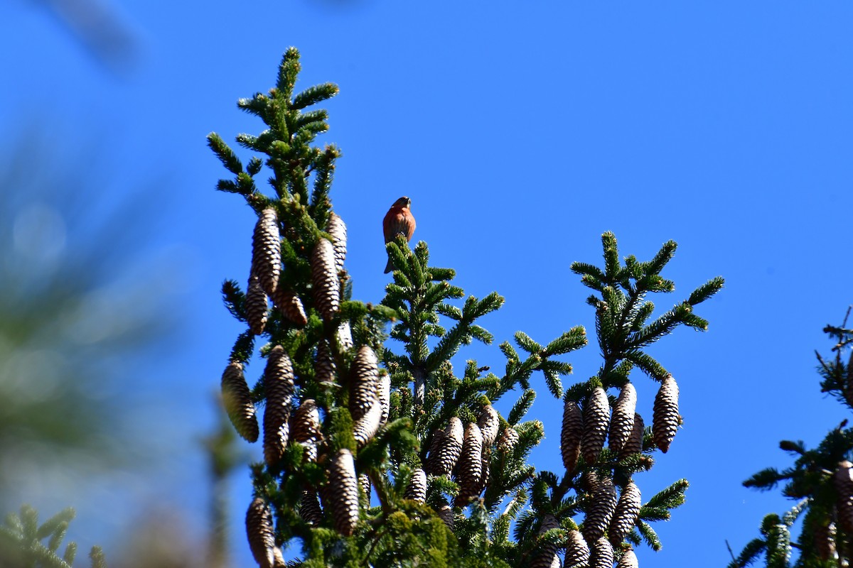 Red Crossbill - ML444217721