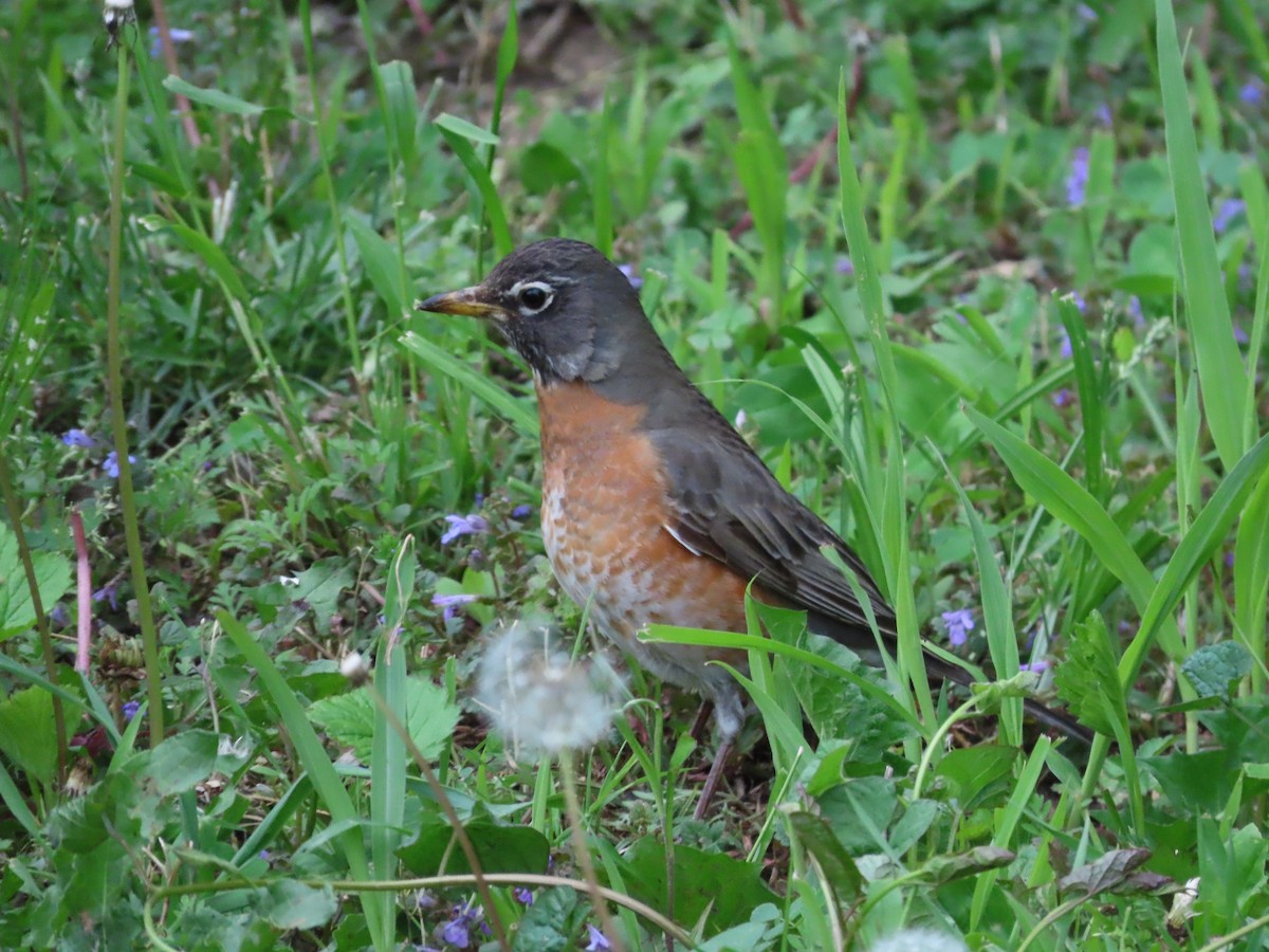 American Robin - ML444218501