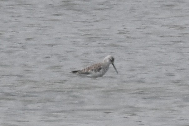 Marsh Sandpiper - ML444218601