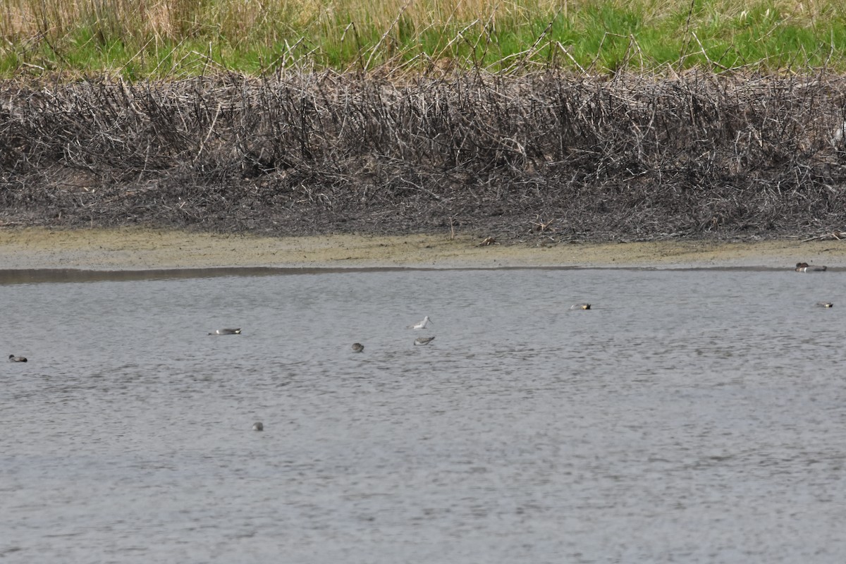 Marsh Sandpiper - ML444218661