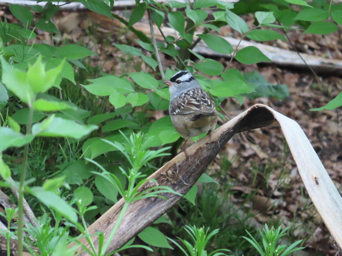 White-crowned Sparrow - ML444219021