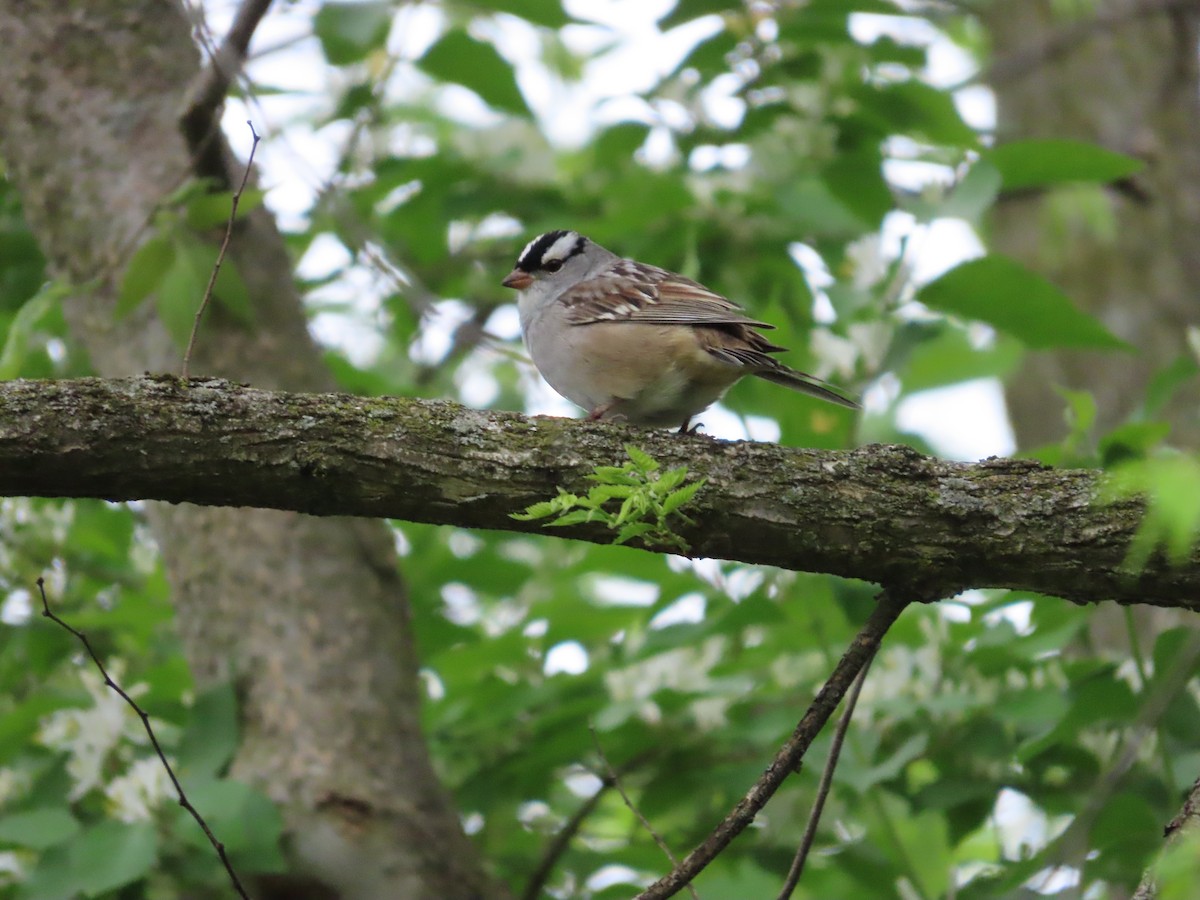 White-crowned Sparrow - ML444219371