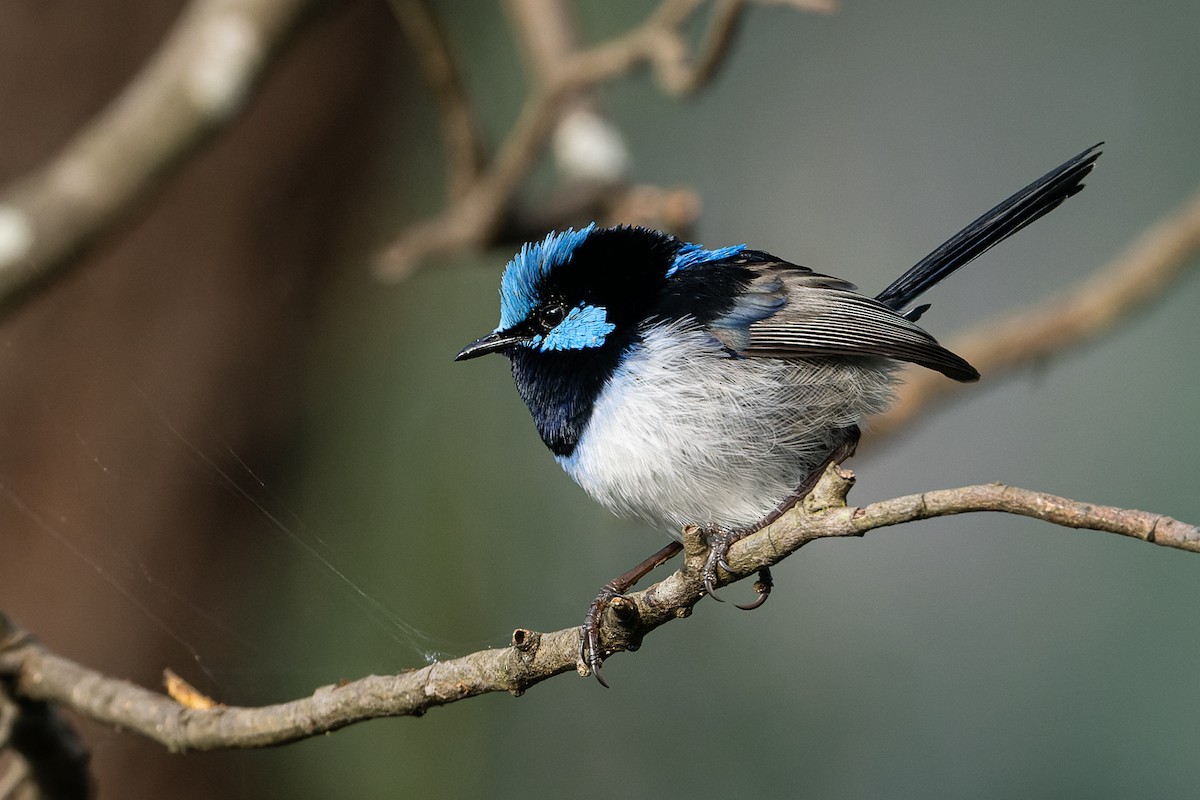 Superb Fairywren - ML444221251