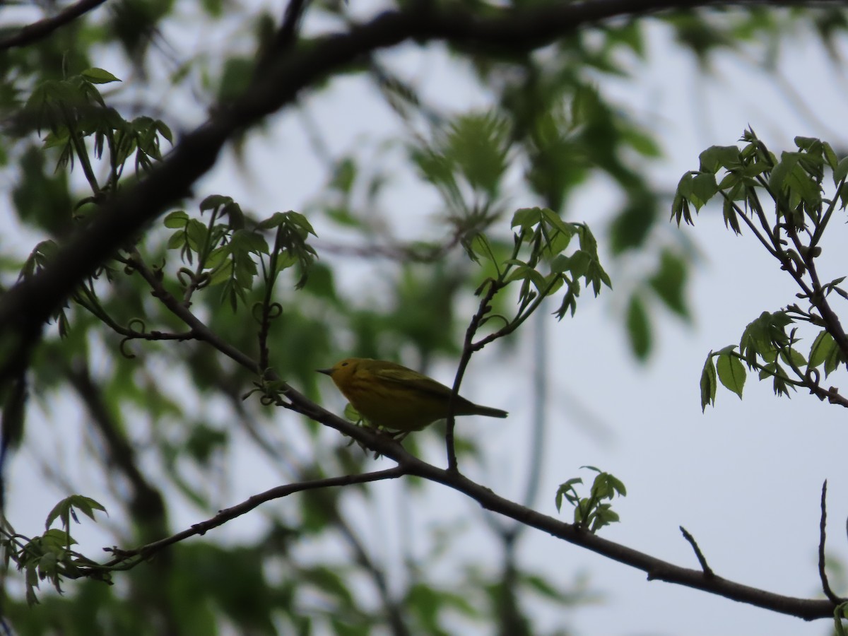 Yellow Warbler (Northern) - ML444222401