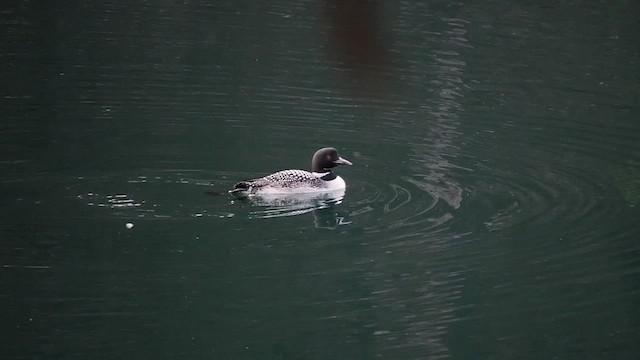 Plongeon huard - ML444222781