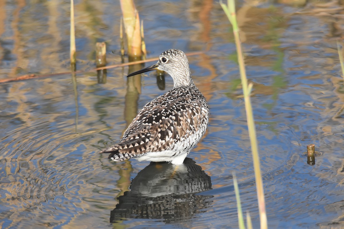 Greater Yellowlegs - ML444224501