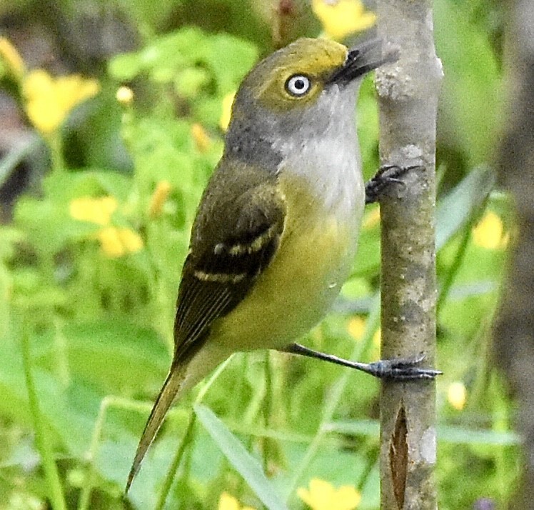 Ak Gözlü Vireo - ML444225601