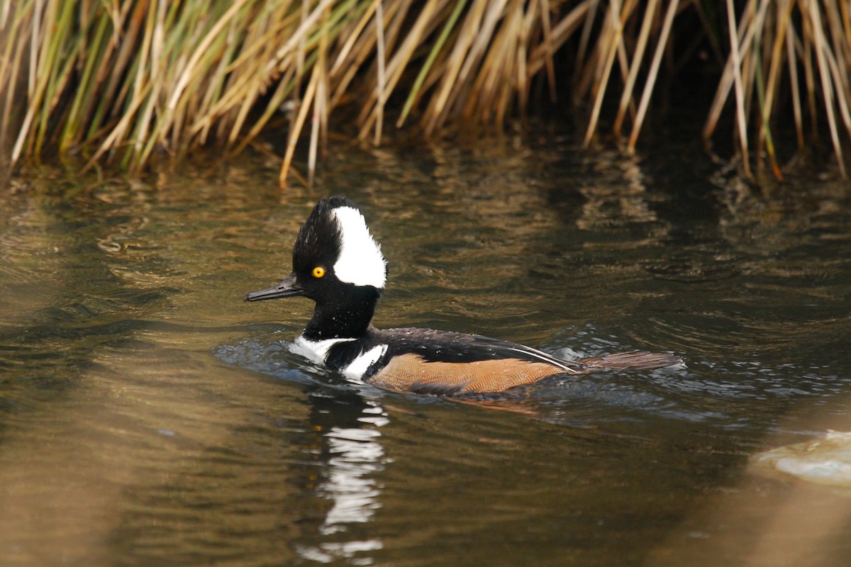 Hooded Merganser - ML44422591