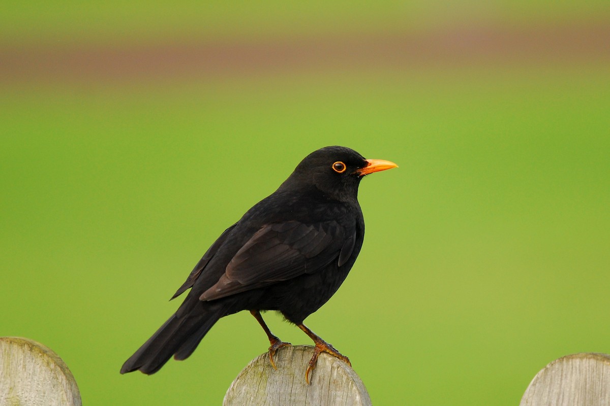 Eurasian Blackbird - Andre Vieira