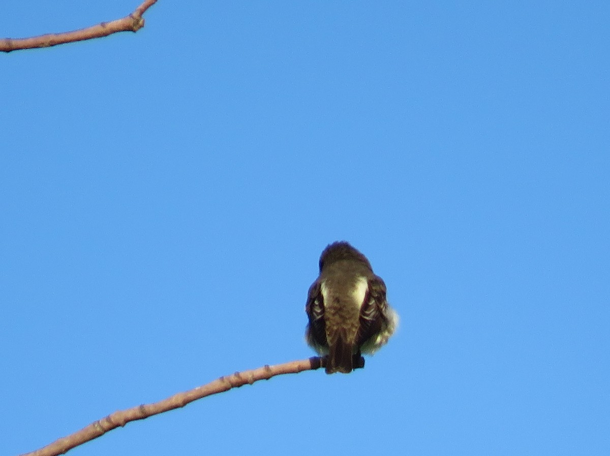 Olive-sided Flycatcher - ML444226271