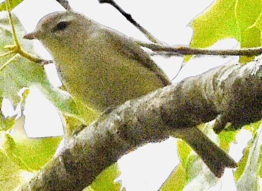 Warbling Vireo - Jason C. Martin