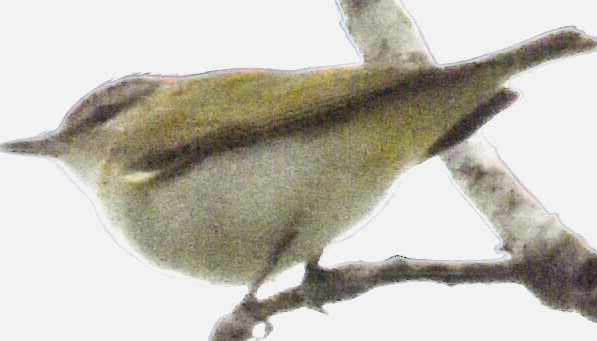 Red-eyed Vireo - ML444226811