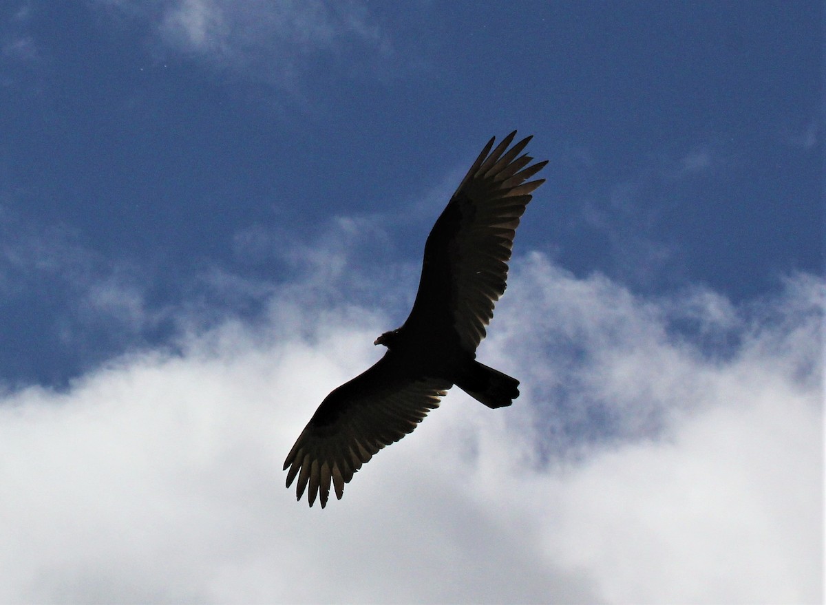 Turkey Vulture - ML444226981