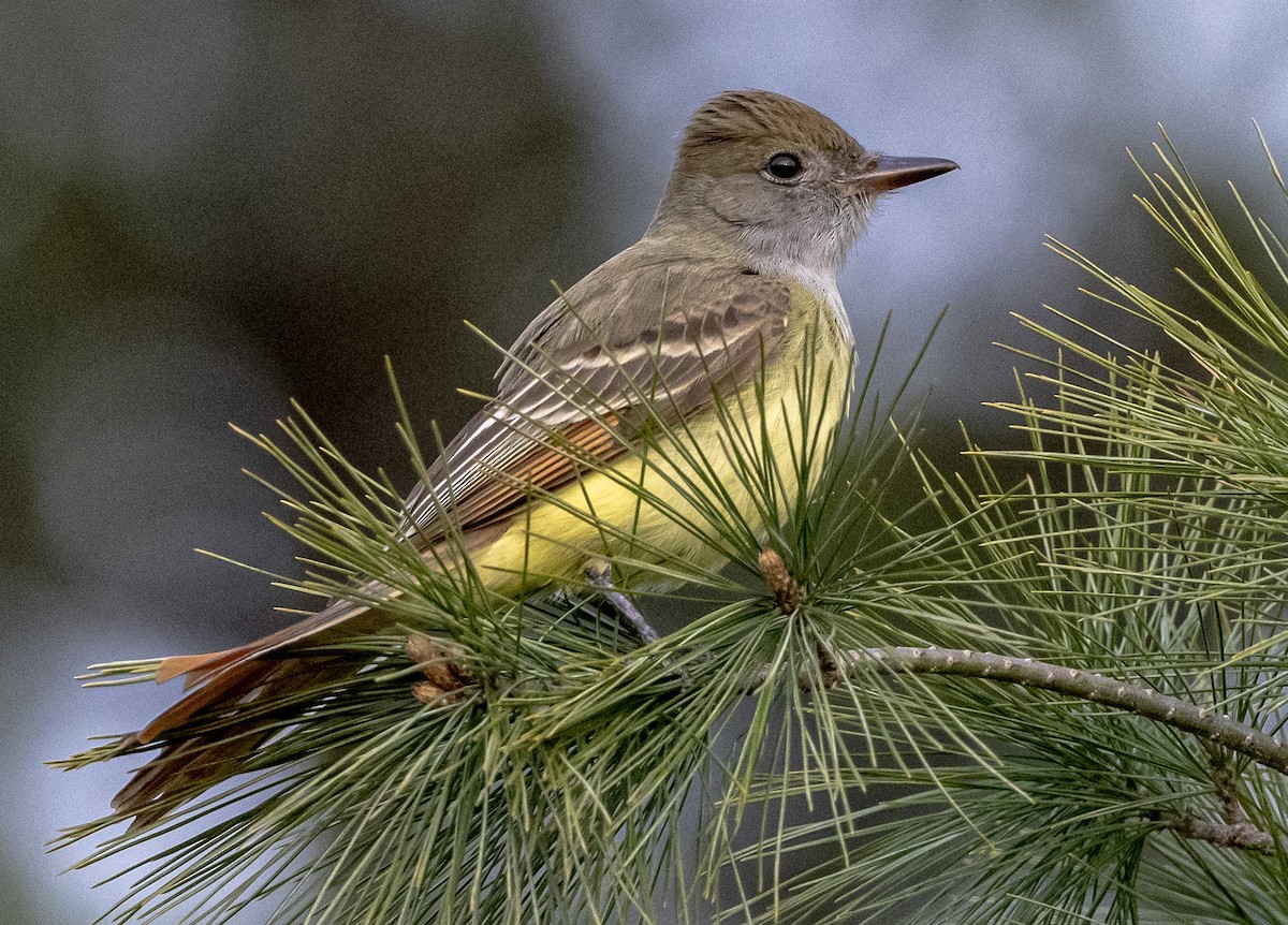 Great Crested Flycatcher - ML444227021