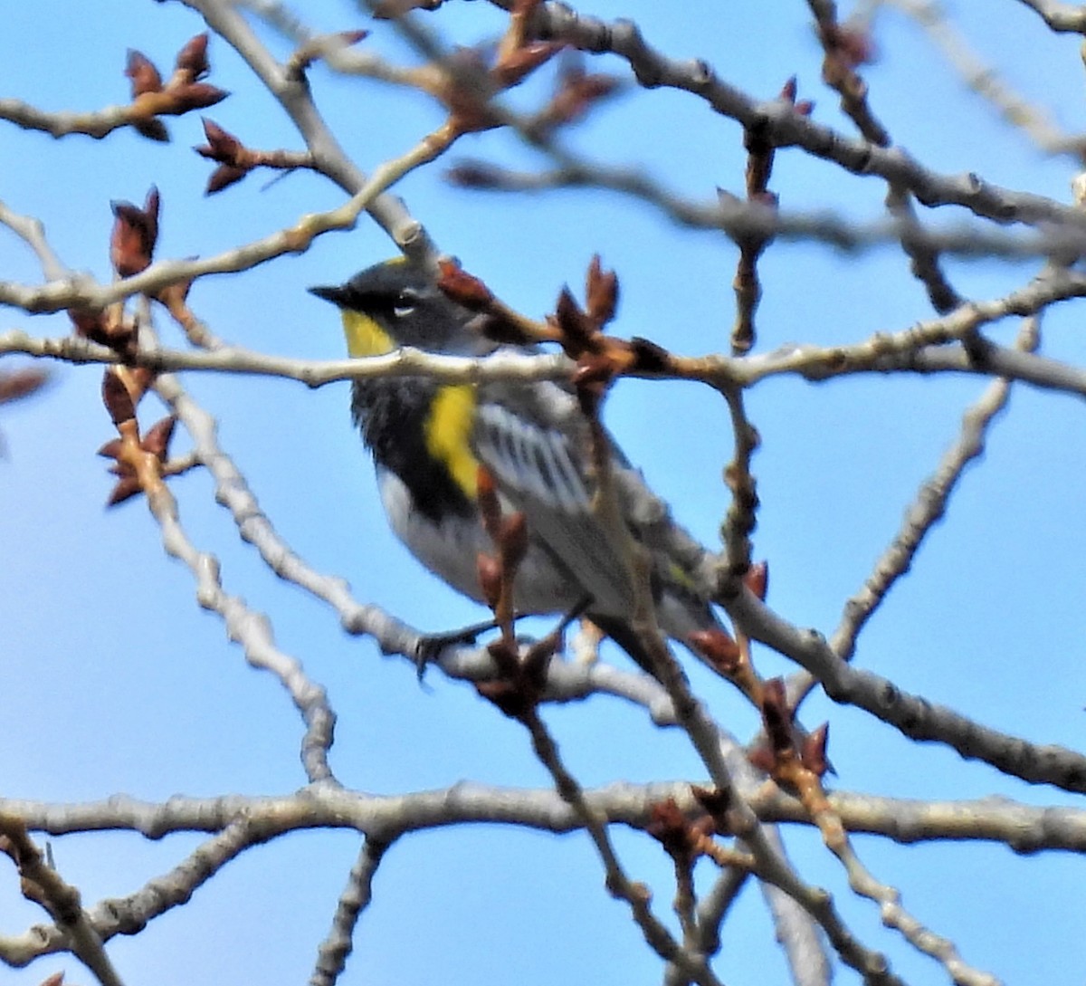 Yellow-rumped Warbler (Audubon's) - ML444227481