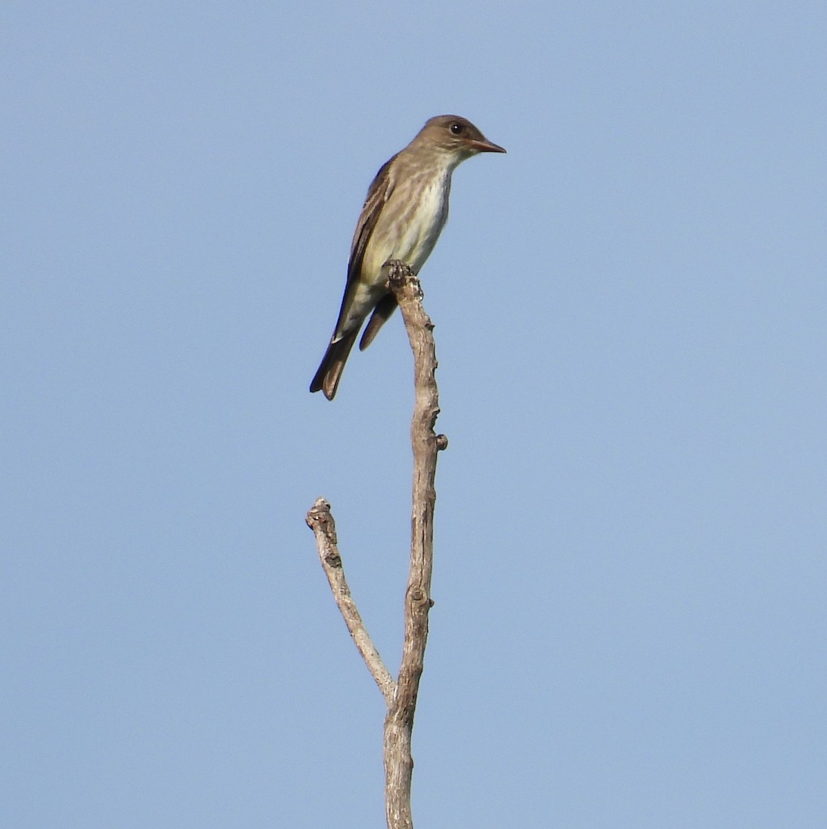 Olive-sided Flycatcher - ML444227581