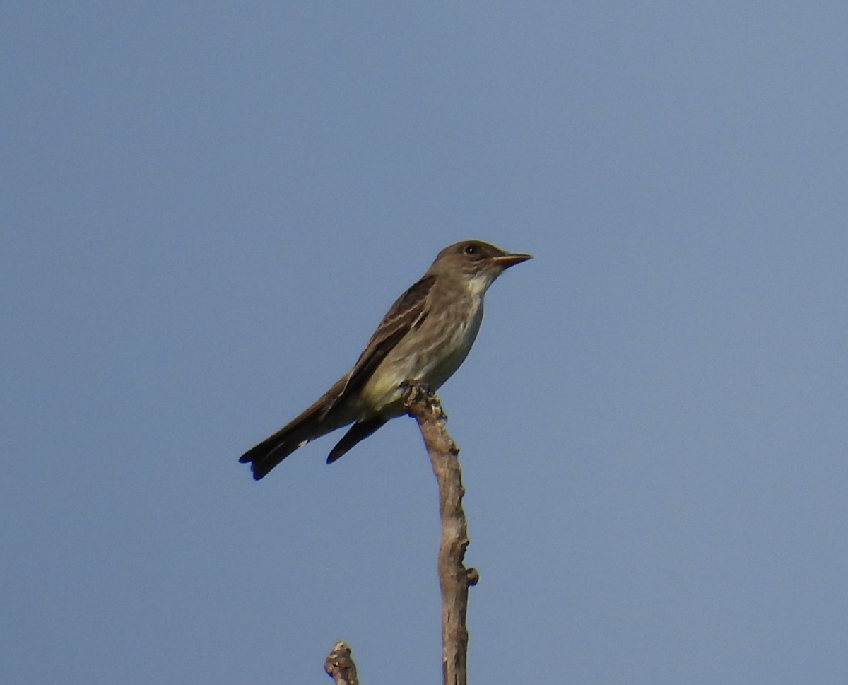 Olive-sided Flycatcher - ML444227651