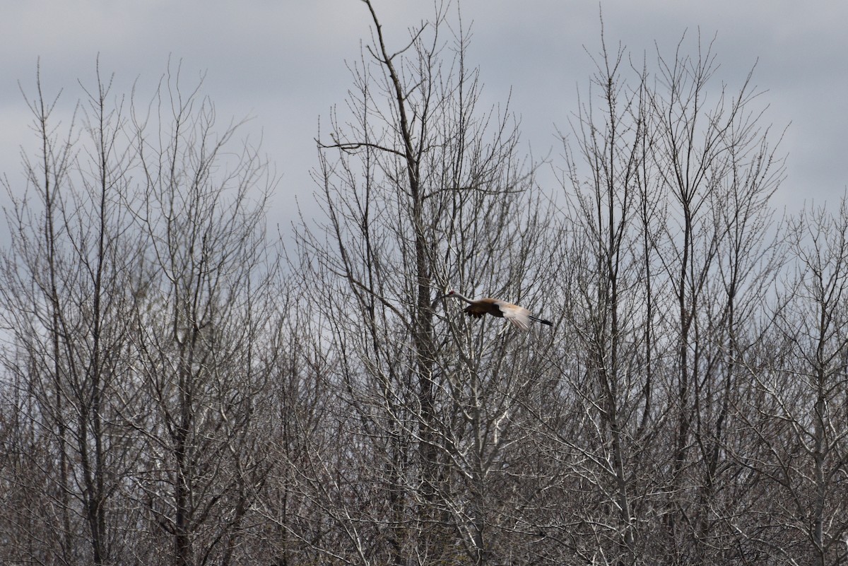 Sandhill Crane - ML444228211