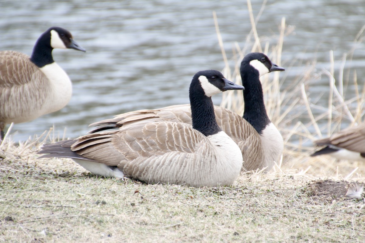 Canada Goose - ML444230831