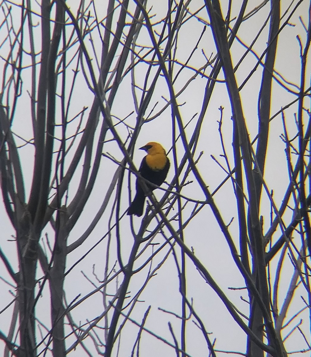 Yellow-headed Blackbird - ML444231441