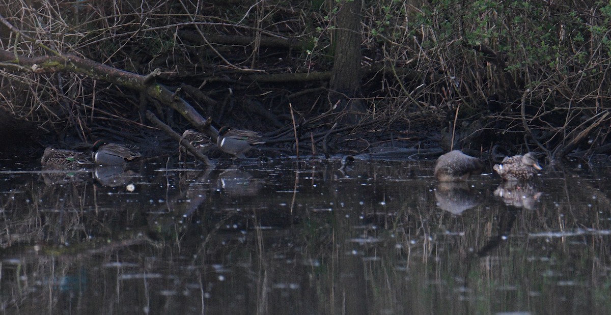 Green-winged Teal (American) - ML444232191