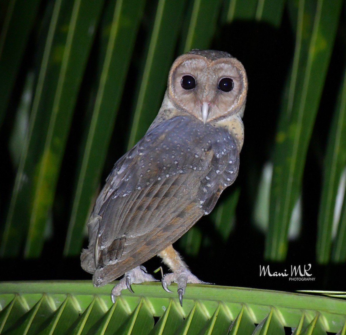Andaman Masked-Owl - ML444233071