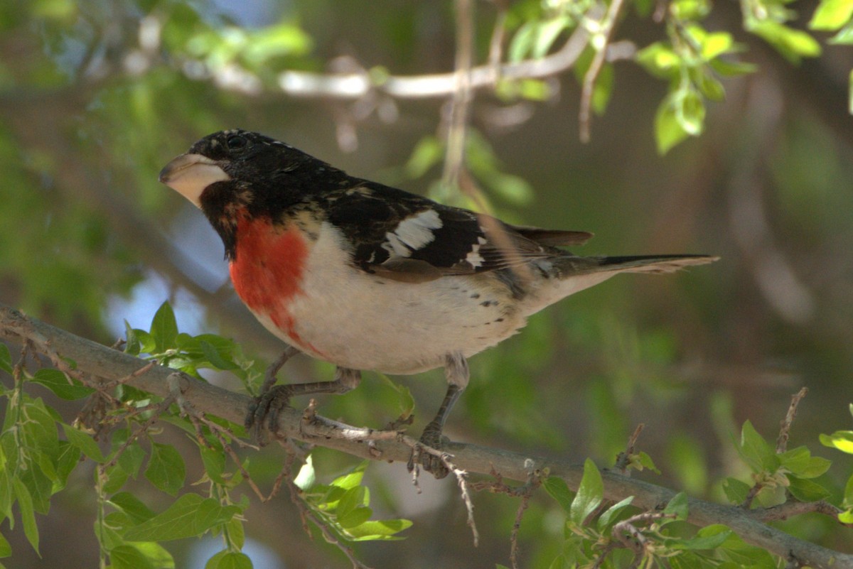 Rose-breasted Grosbeak - ML444234031