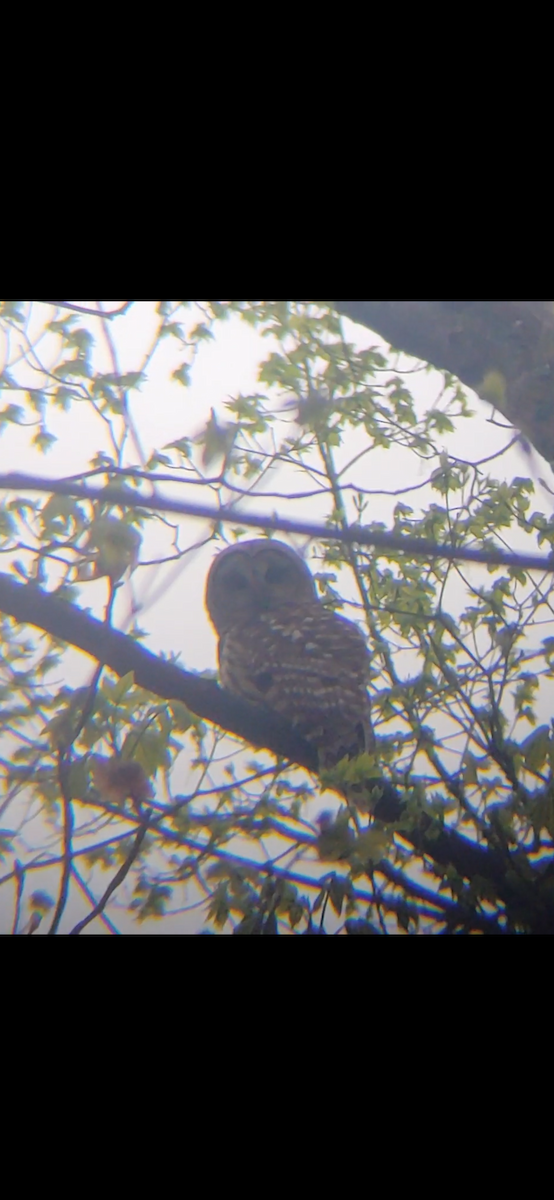 Barred Owl - ML444234041