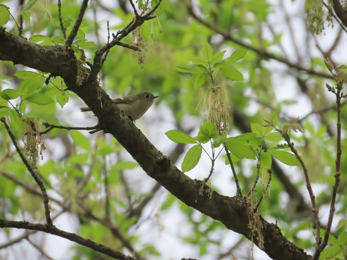 Ruby-crowned Kinglet - ML444234961