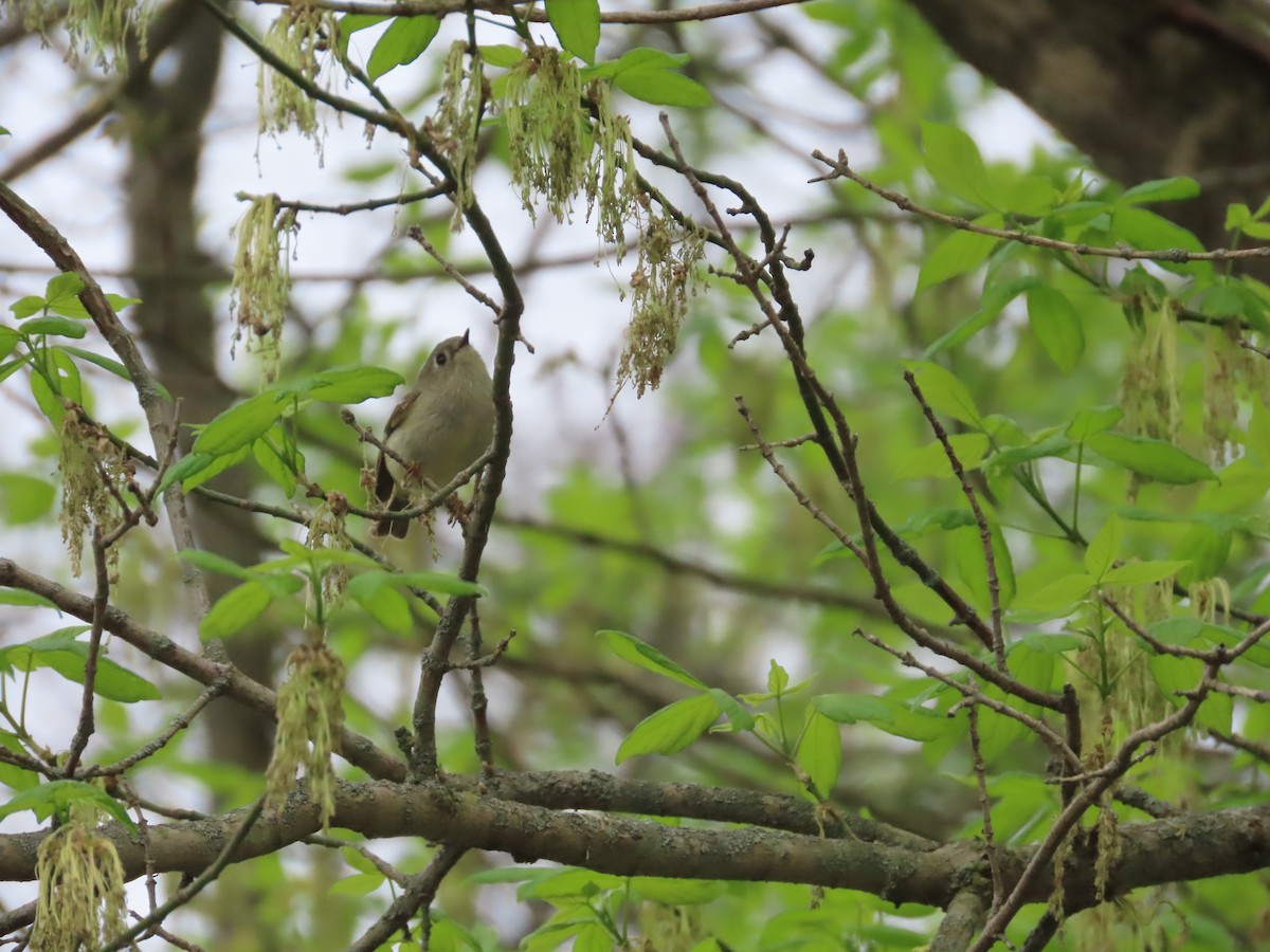 Ruby-crowned Kinglet - David Brinkman