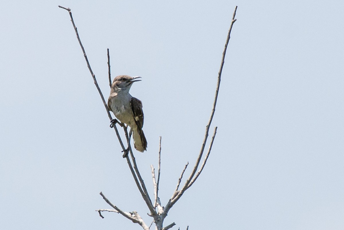 Northern Mockingbird - ML444235921