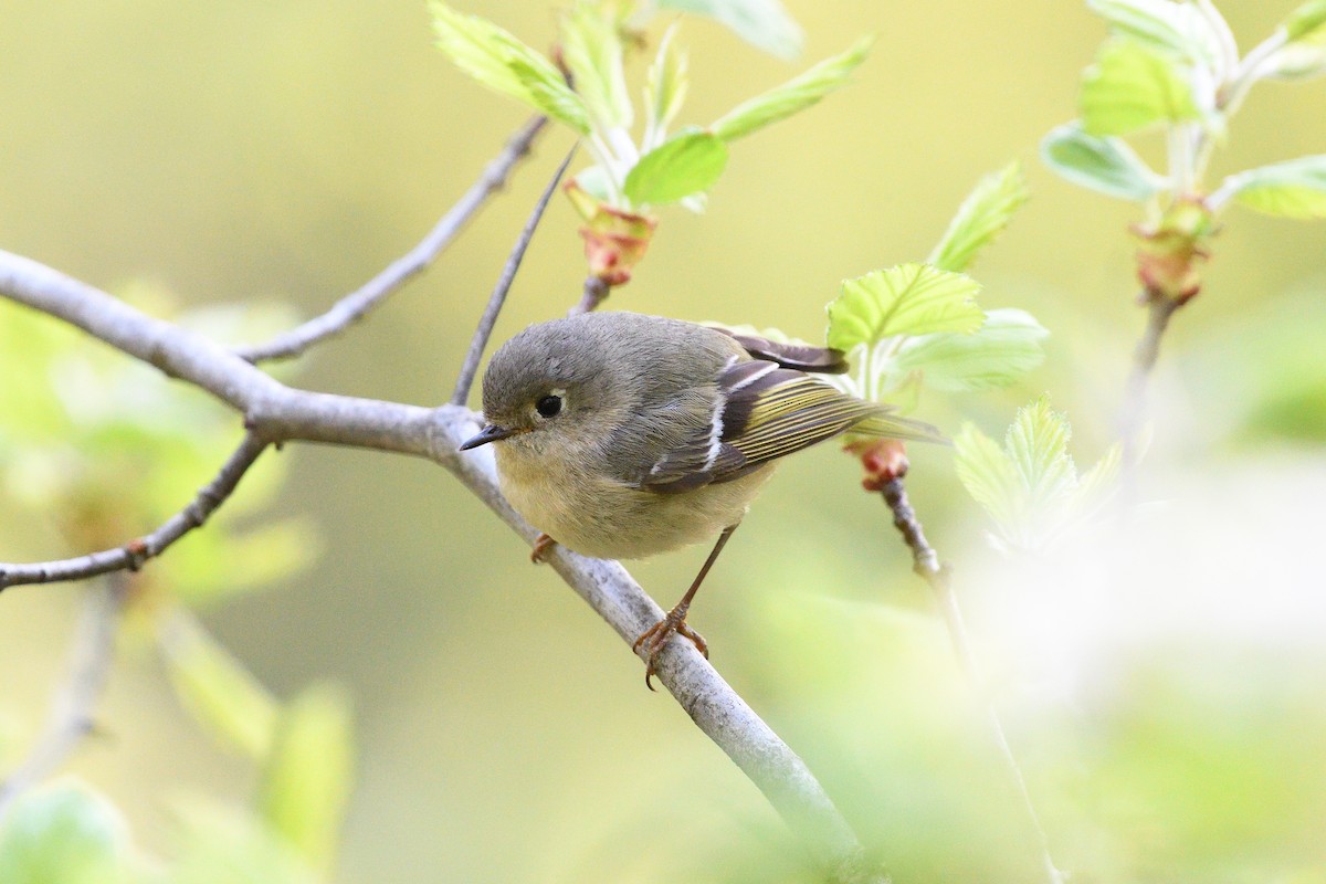 Ruby-crowned Kinglet - ML444236571