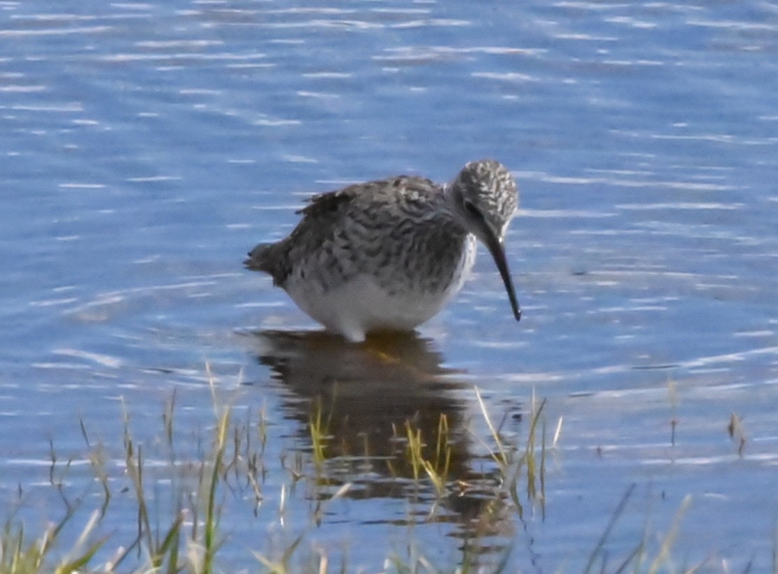 Lesser Yellowlegs - ML444236581